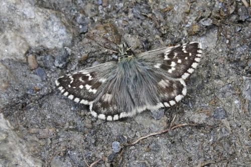 Réf. 352 905 : Pyrgus sp.